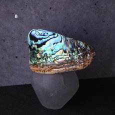 画像6: 秋の新作【1点もの・選べる・Lサイズ】ニュージーランド産　パウア貝　ポニーフック（ヘアゴム用）  (6)