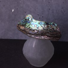 画像10: 秋の新作【1点もの・選べる・Lサイズ】ニュージーランド産　パウア貝　ポニーフック（ヘアゴム用）  (10)